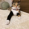 三毛猫ミィ