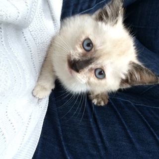 里親さん決まりました(^^)