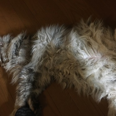 だるーんルナちゃん