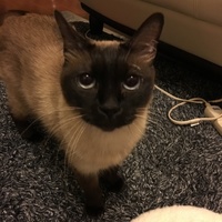 ぶうちゃん