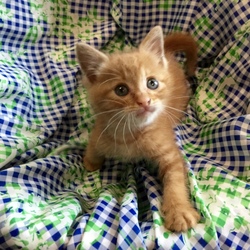 「里親会＆預かりボランティアとは？説明会」