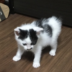 「里親会＆預かりボランティアとは？説明会」 サムネイル2