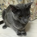 もうすぐ1才のロシアンブルー