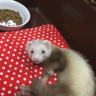 【急募】フェレットの里親募集です！