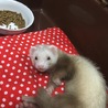 【急募】フェレットの里親募集です！ サムネイル1