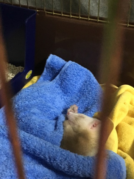 【急募】フェレットの里親募集です！ サムネイル2