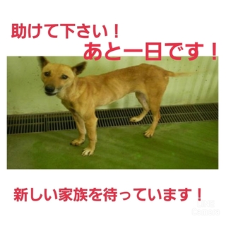 命の期限あと1日です!!どうかどうかお願いします!