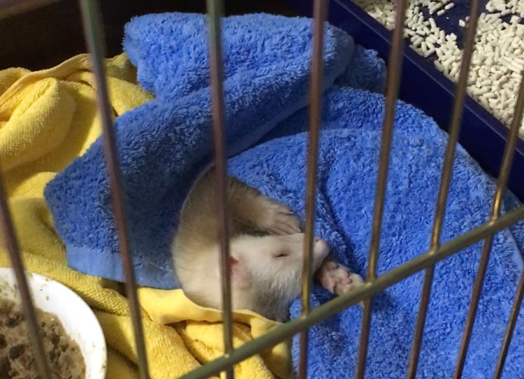 【急募】フェレットの里親募集です！ サムネイル3