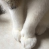 みさてろりーな