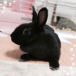 里親決定！ありがとうございました！