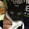 子猫ちゃんの里親緊急募集！