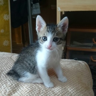 白キジネコオス