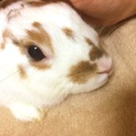 里親決定！ありがとうございました！