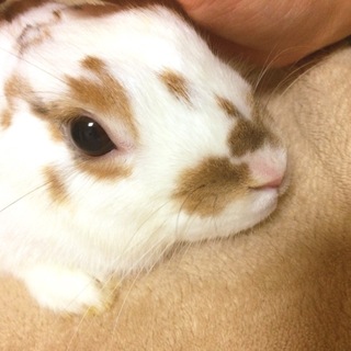 里親決定！ありがとうございました！