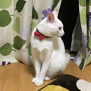 唯一行ける友達のお家…パトロール中
