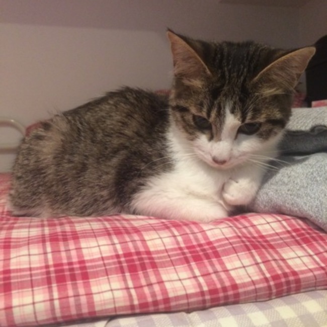 ちゃーーのカバー写真