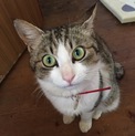 無事里親様の元へ旅立ちました