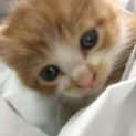 猫引き取ってください