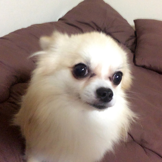 里親募集！人懐っこいチワワです♡