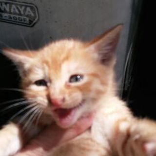 一匹になった僕をもらってください♪