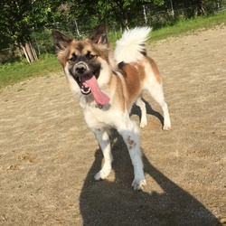 セブンデイズ譲渡相談会