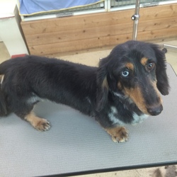 セブンデイズ譲渡相談会