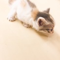 可愛い三毛猫♡生後1ヵ月～2ヵ月くらい？