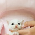可愛い白猫♡生後1～2ヵ月くらい？