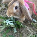 本当に急募。ロップ7ヶ月 マーキングなし！