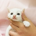 可愛い白猫♡生後1～2ヵ月くらい？