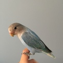 コザクラインコの飼い主さん募集