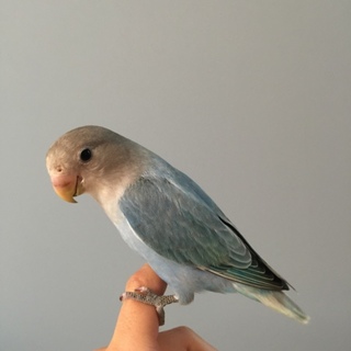 コザクラインコの飼い主さん募集