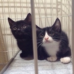 ここは黙って、仔猫のかわいさに圧倒されてください～ｉｎ　大府市