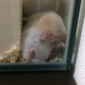全ての子が決定しました、ありがとうございました。
