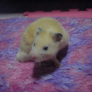 里親から飼えないと返されました。困っています。