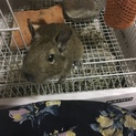 デグー(♂)里親募集【現在取引中】