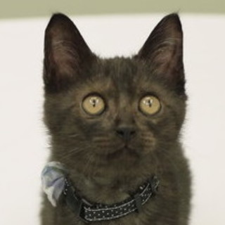 カッコ可愛いスモーク男子