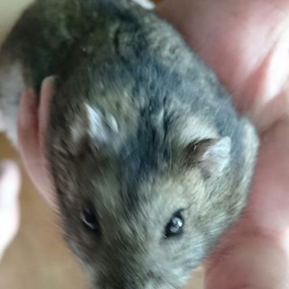 里親決定しました(*^^*)募集終了しました。