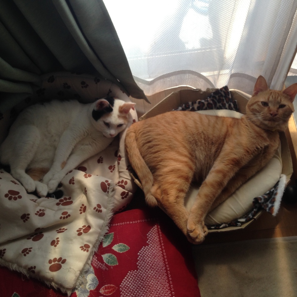 サンスケのカバー写真