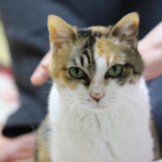 【6/19銀座会場】ず～っと甘えたいにゃんこ♪みぃ