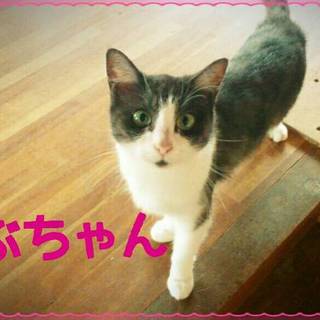 ツンデレの女の子、ラブちゃん！