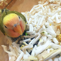 コザクラインコ