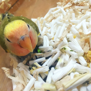 コザクラインコ