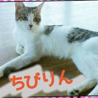 小さめの女の子、チビリンちゃん