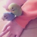セキセイインコ  オス メス