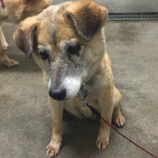 保健所にて出産＊ママと子犬一緒に譲渡