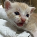 ５月１５日生まれパステル茶トラ♂子猫