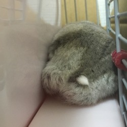 めたぼうのハムケツ