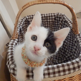 【生後２カ月弱白地に黒ブチの兄弟】