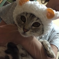 ハル